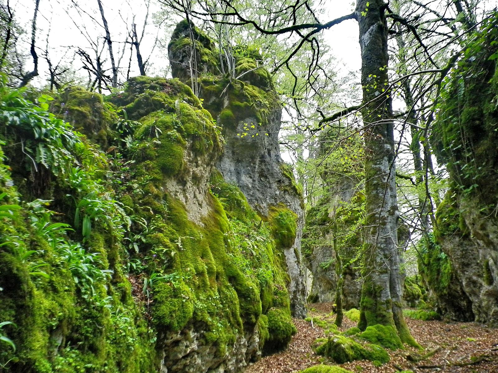 Circular Larraona bosque encantado de Artea cueva de los Cristinos